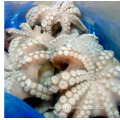 frozen octopus for sale